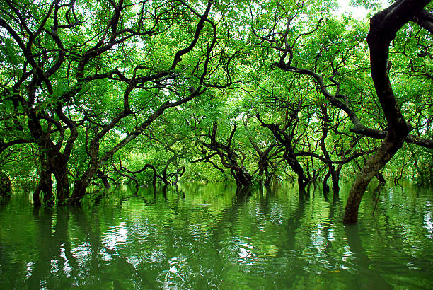 Sylhet 2026 Travel Guide: Best Places, Culture, and Attractions 4 Sylhet